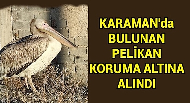 KARAMAN'da BULUNAN PELİKAN KORUMA ALTINA ALINDI