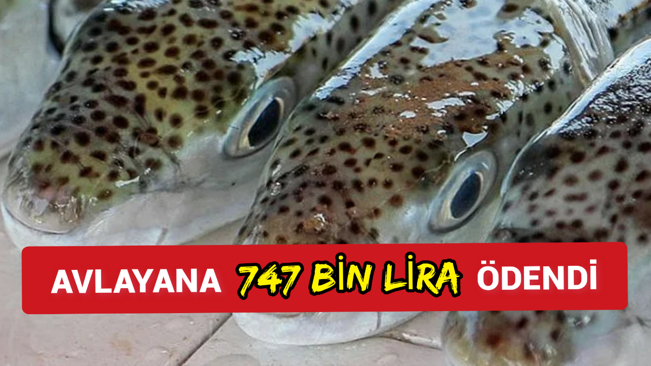 Onu avlayanlara 747 bin lira ödendi Derisinden eşya, zehrinden ilaç için çalışma