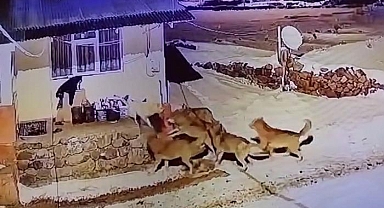 Tek başına dev kadro: Çoban köpeği 6 kurda meydan okudu!