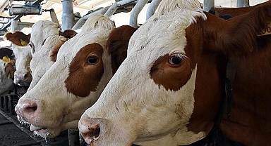 Çiftçiler içinde bir tehdit… Şap ve Brucella hastalığına karşı aşılama çalışmaları devam ediyor