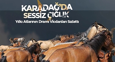 Yılkı Atlarının Dramı Vicdanları Sızlattı