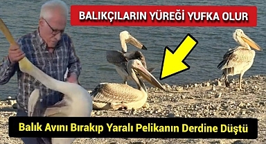 Karaman'da Duyarlı Vatandaş Balık Avını Bıraktı Yaralı Pelikanın Derdine Düştü