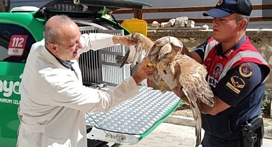 Karaman'da yaralı bulunan kızıl şahin koruma altına alındı