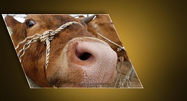 Deli dana hastalığı paniği...