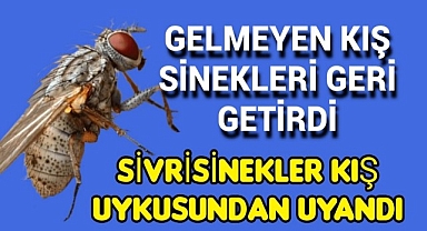 Yaz Bitti Kış Geldi Ama Hastalığa Neden Olabilecek Sinekler Gitmedi