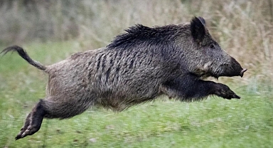 Karamanlı Çiftçinin Kâbusu Oldu: