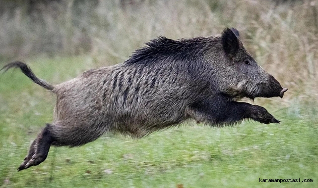 Karamanlı Çiftçinin Kâbusu Oldu: