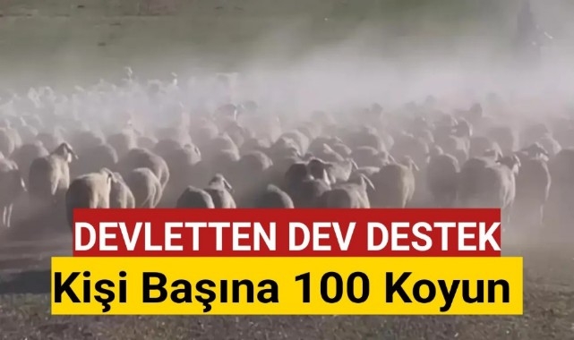 Karaman'da Devlet Kişi Başına 100 Koyun Dağıtacak