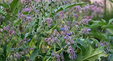 Anadolu’da yıllardır tüketiliyor! Yol kenarında kendiliğinden yetişen ebegümeci meğer vitamin deposuymuş