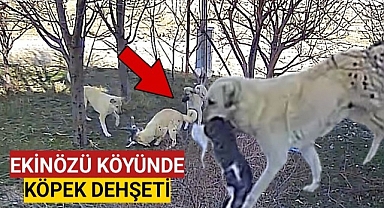 Ekinözü köyünde başıboş köpek dehşeti