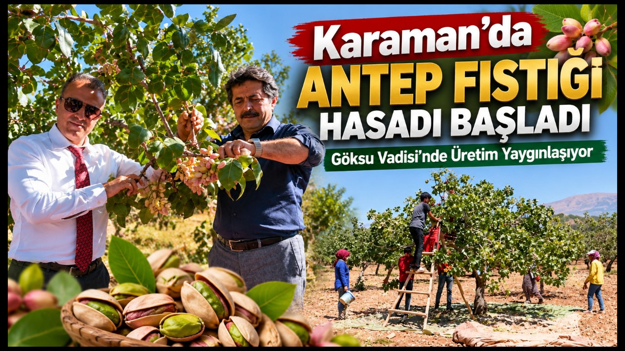 Karaman'da Antep Fıstığı Hasadı Başladı: Göksu Vadisi'nde Üretim Yaygınlaşıyor